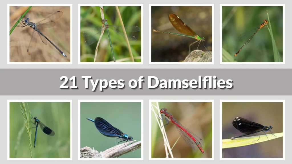 21 Types of Damselflies Species Identification with Names & Pictures 