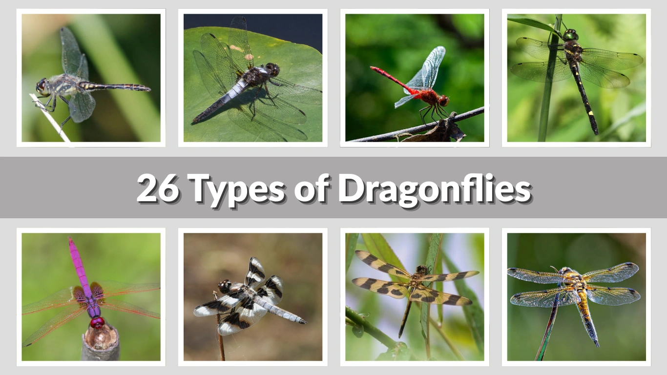 26 Types of Dragonflies Specie Identification with Names & Pictures    