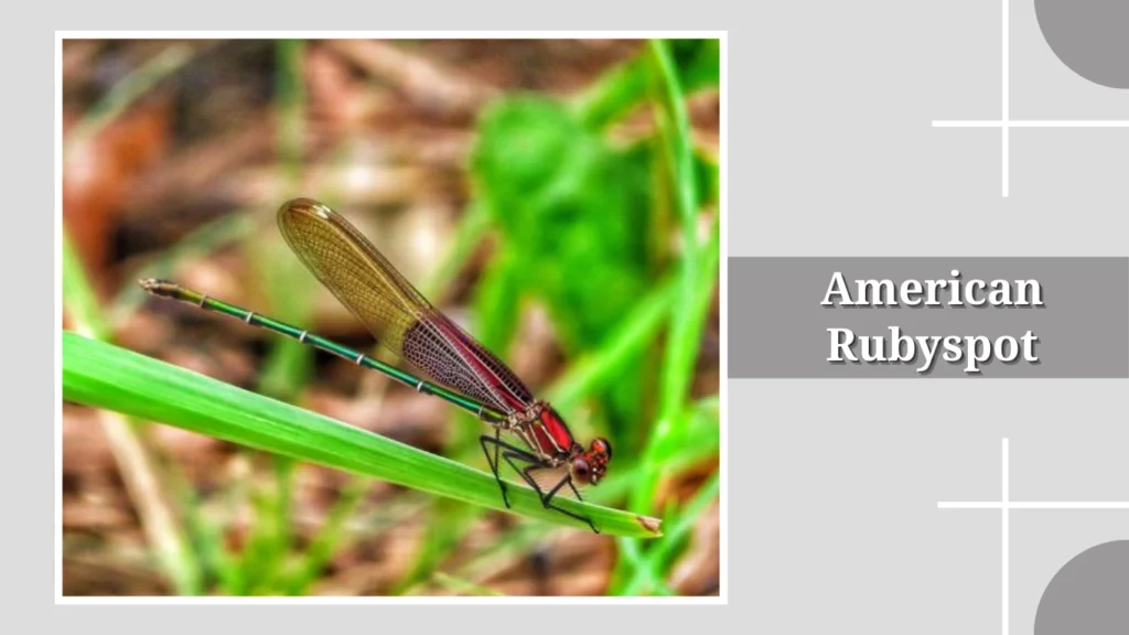 American Rubyspot