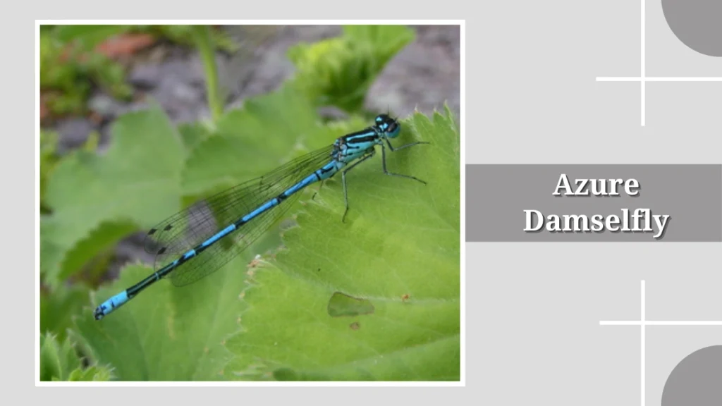 Azure Damselfly