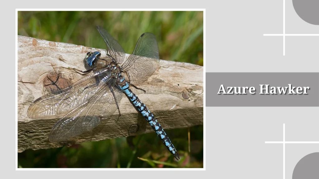 Azure Hawker