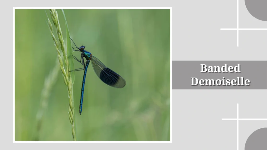 Banded Demoiselle