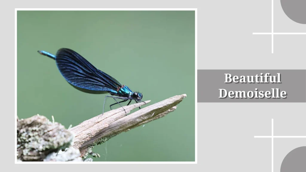 Beautiful Demoiselle