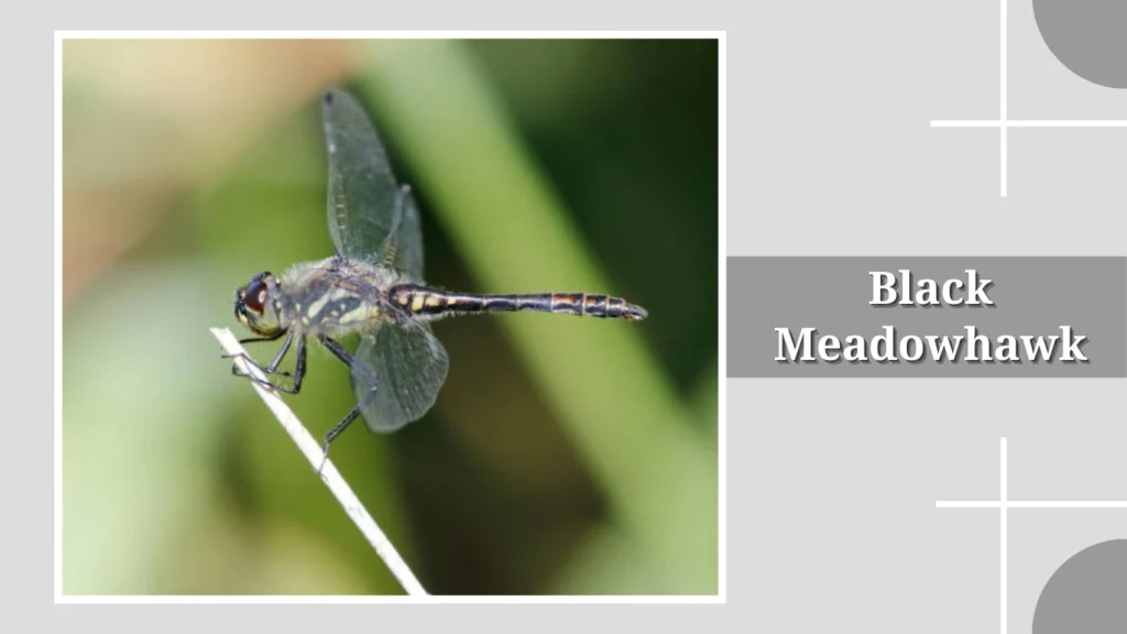 Black Meadowhawk