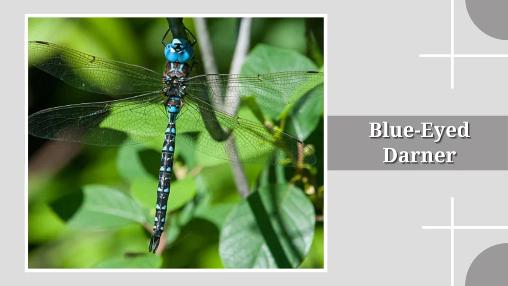 Blue-Eyed Darner