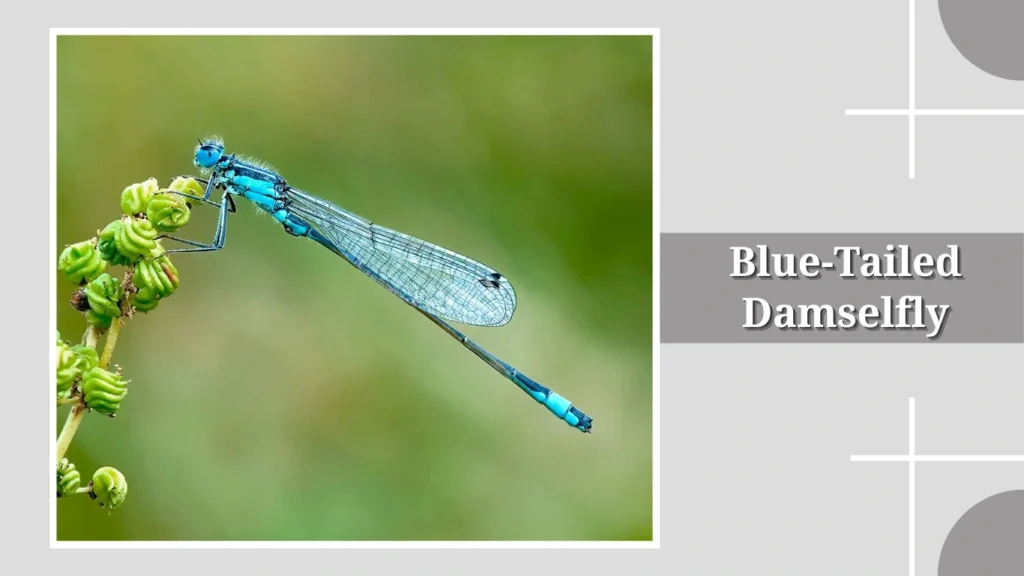 Blue-Tailed Damselfly