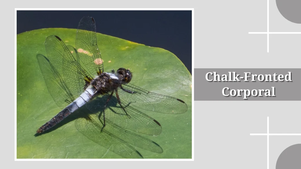 Chalk-Fronted Corporal