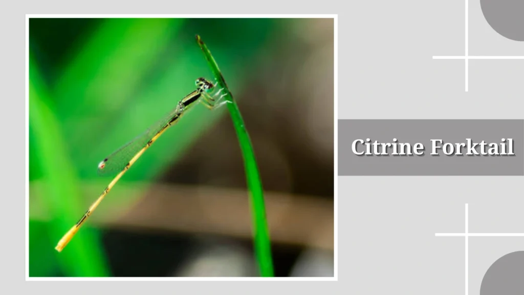 Citrine Forktail