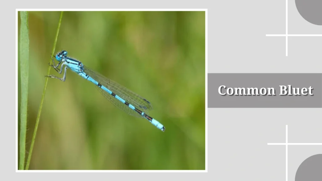 Common Bluet