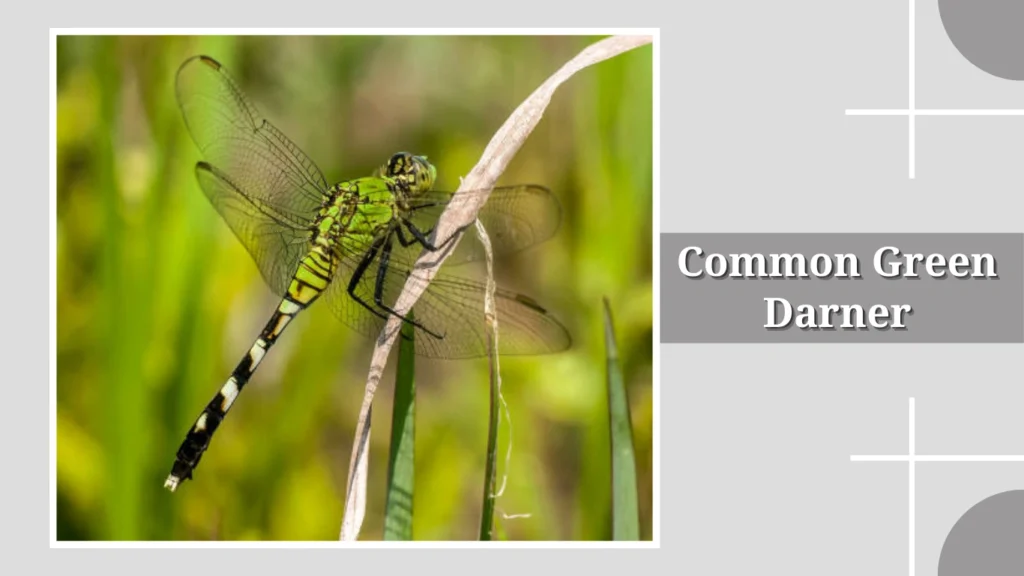 Common Green Darner