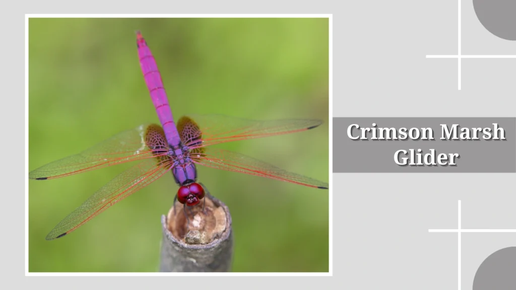 Crimson Marsh Glider