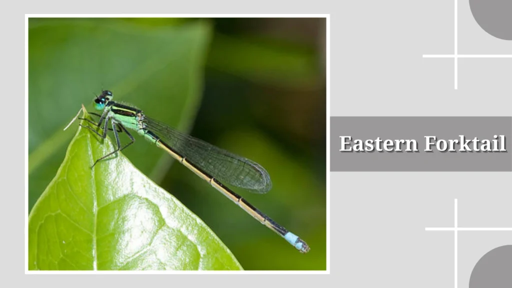 Eastern Forktail