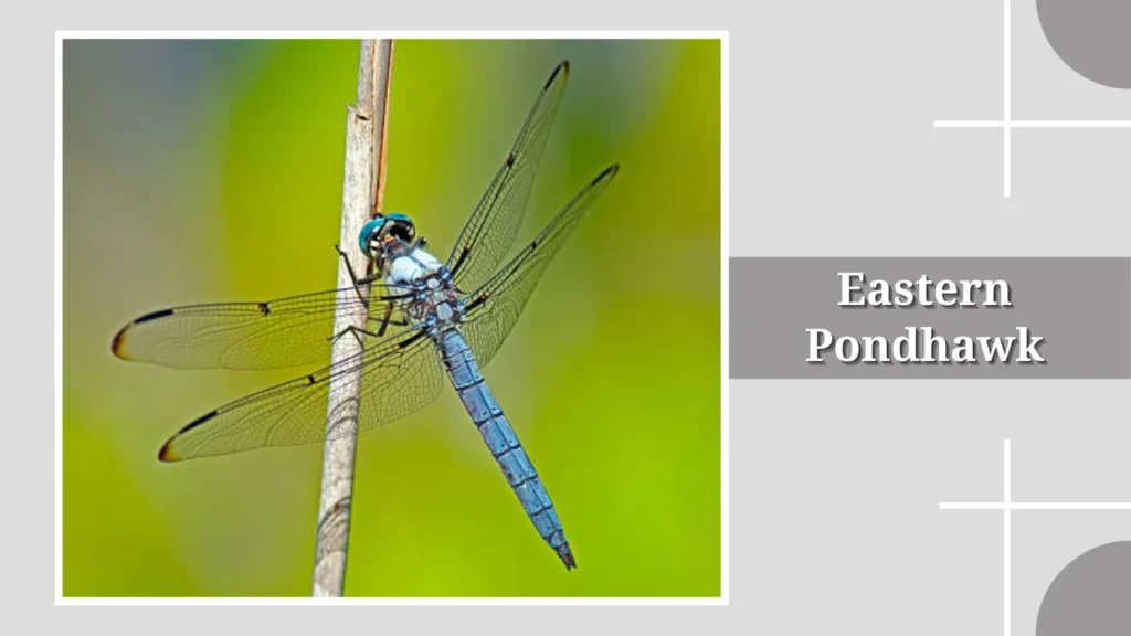 Eastern Pondhawk