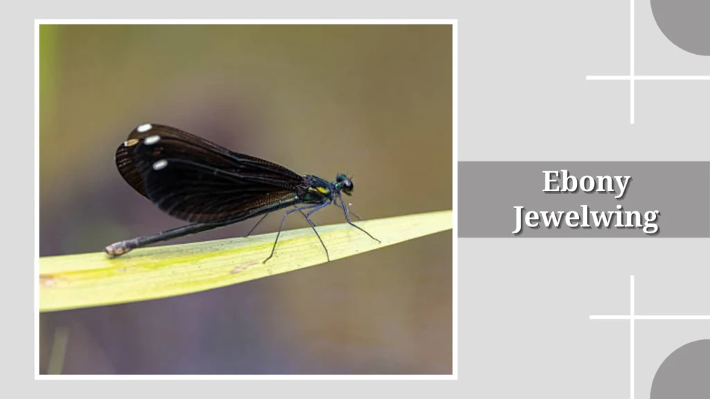 Ebony Jewelwing