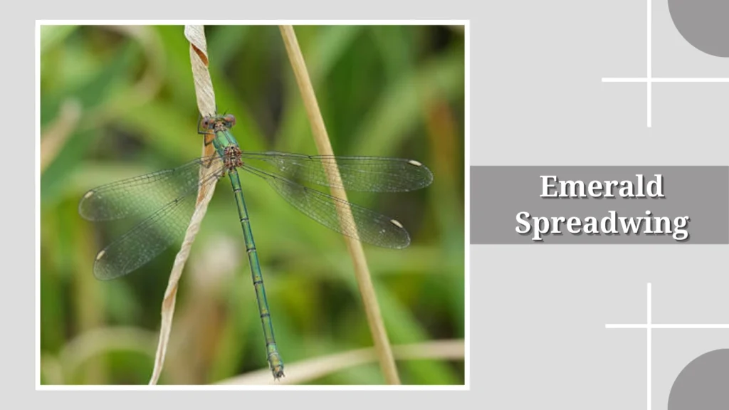 Emerald Spreadwing