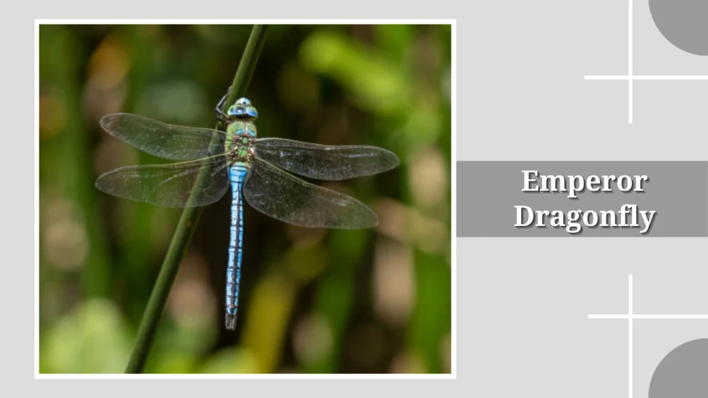 Emperor Dragonfly