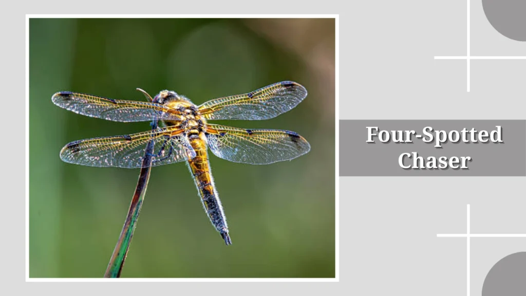 Four-Spotted Chaser