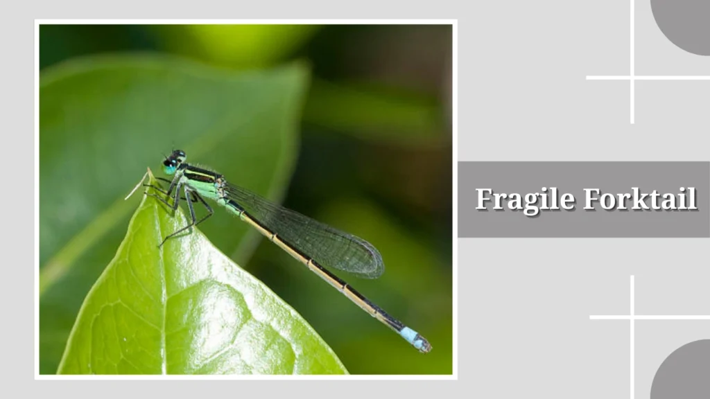 Fragile Forktail