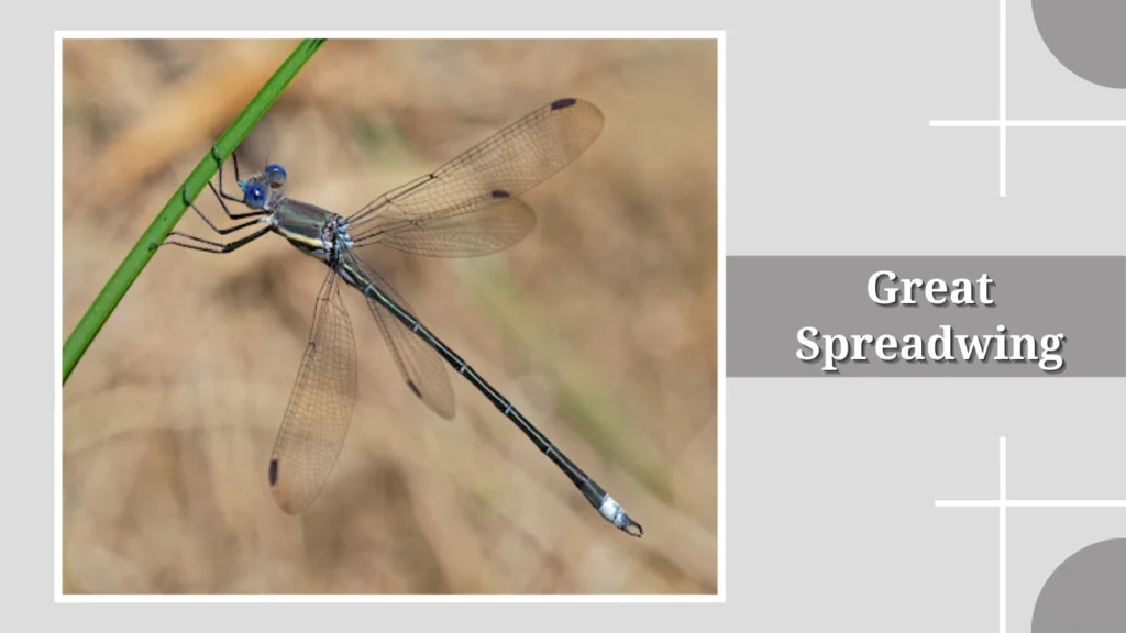 Great Spreadwing