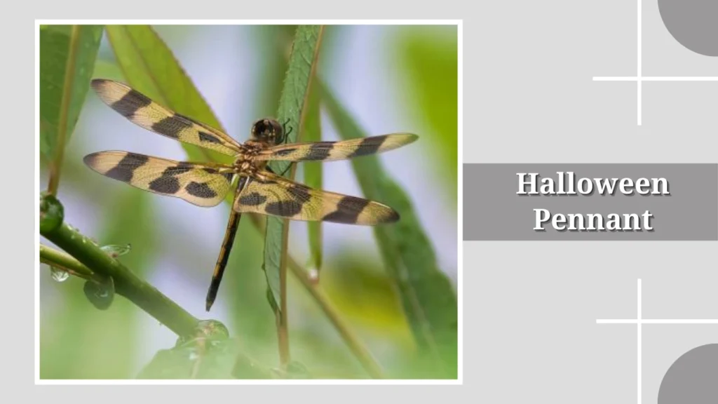 Halloween Pennant