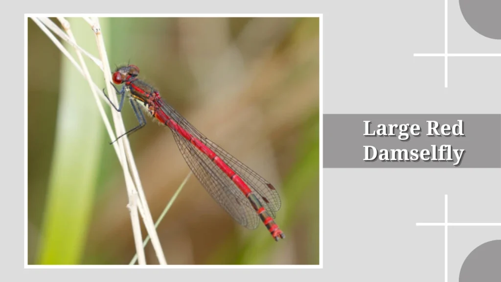Large Red Damselfly