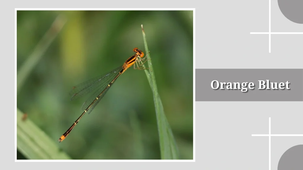 Orange Bluet