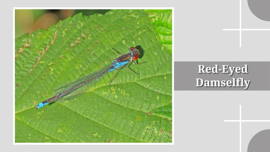 Red-Eyed Damselfly