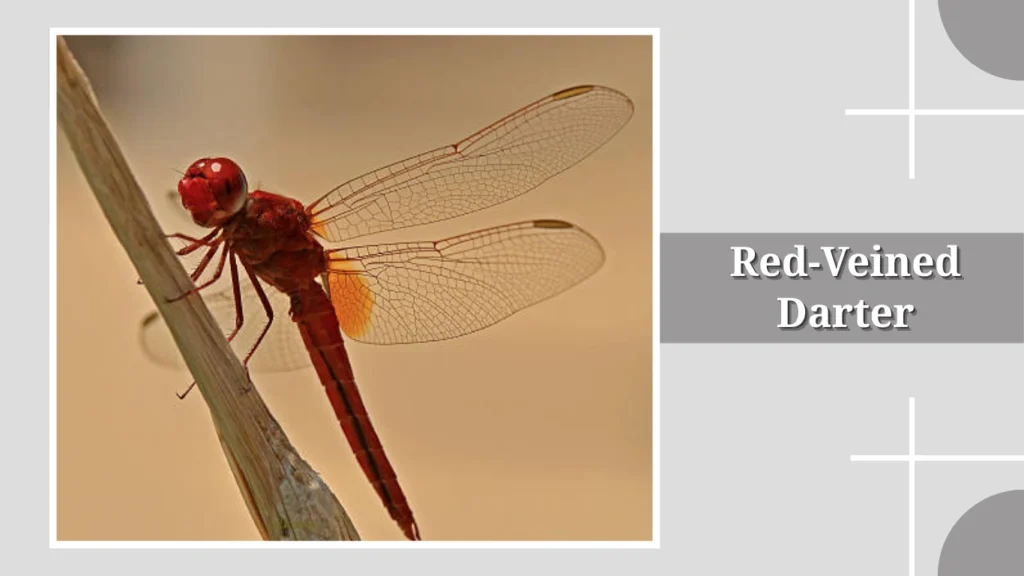 Red-Veined Darter