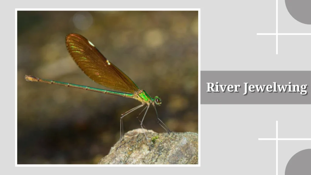 River Jewelwing