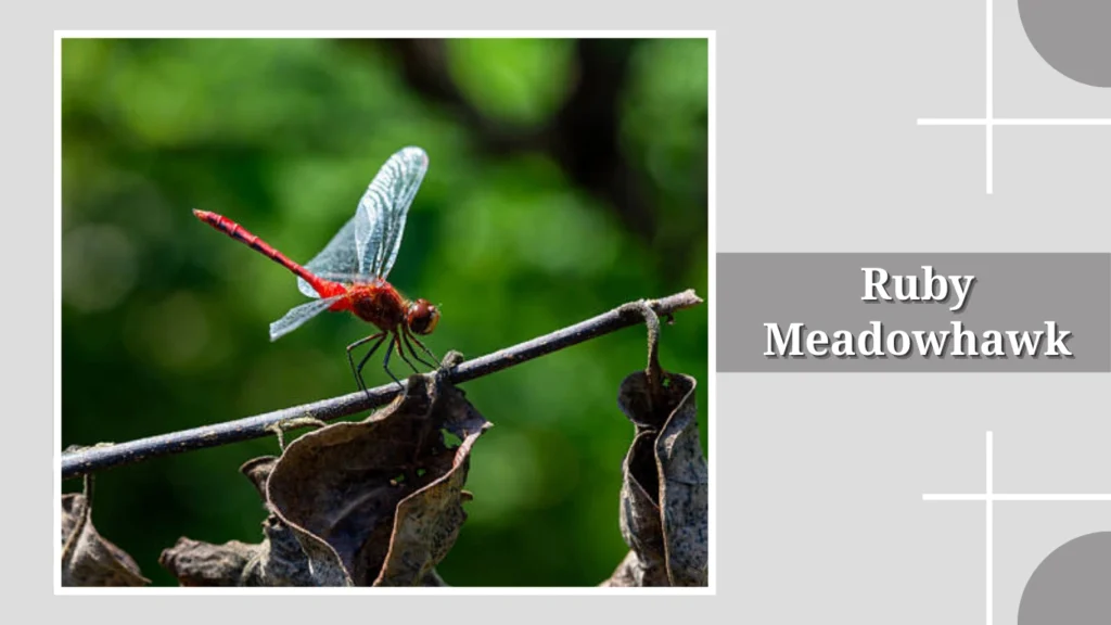 Ruby Meadowhawk