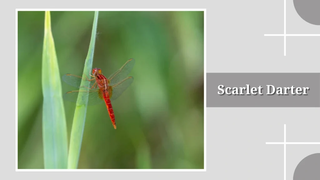 Scarlet Darter