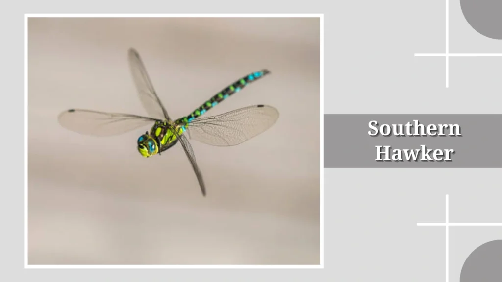 Southern Hawker