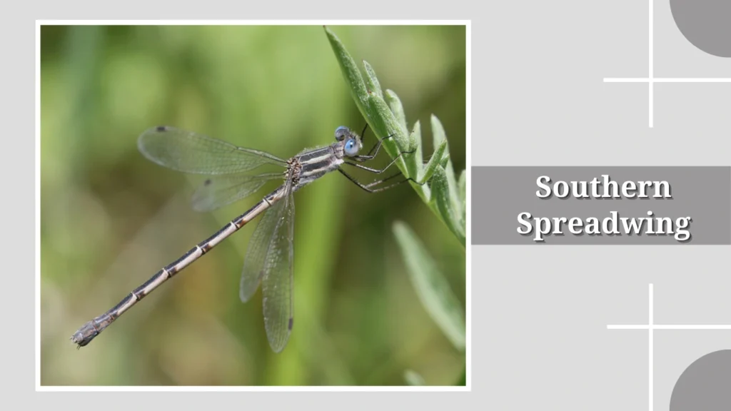Southern Spreadwing