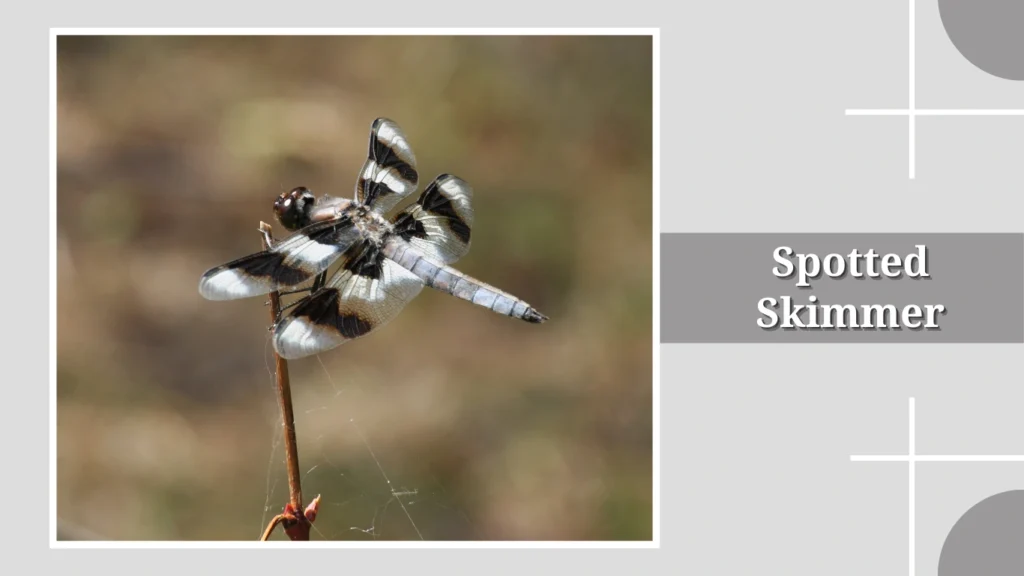 Spotted Skimmer