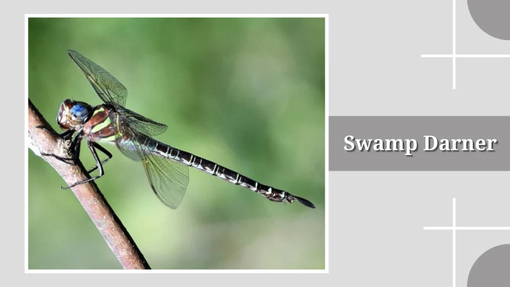 Swamp Darner