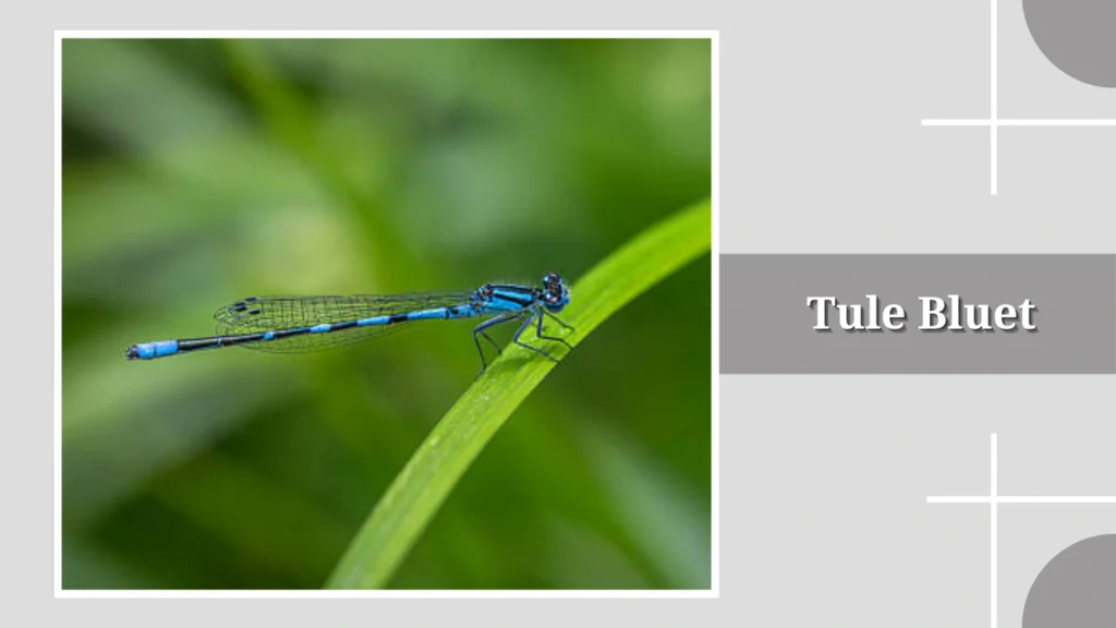 Tule Bluet
