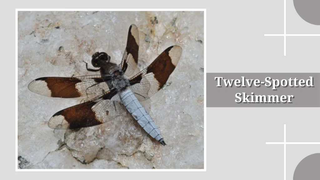 Twelve-Spotted Skimmer
