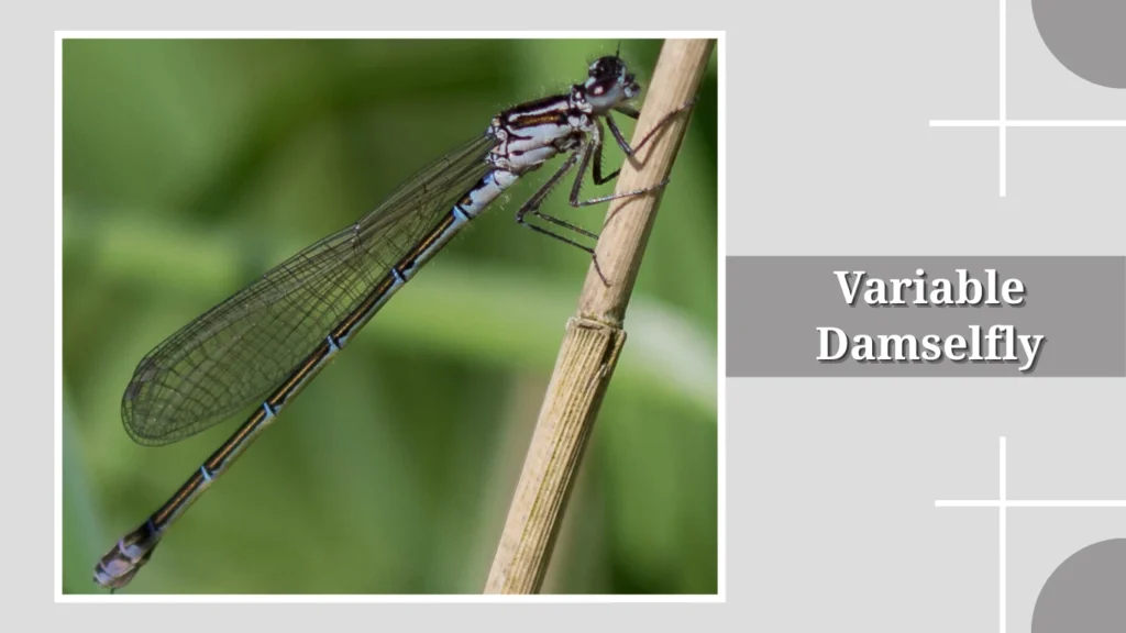 Variable Damselfly