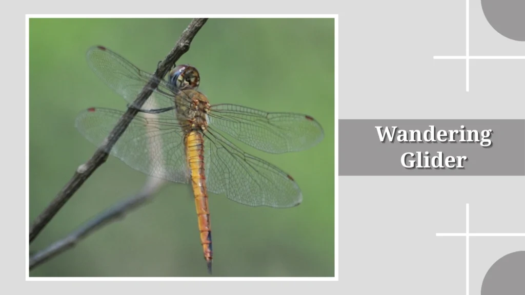 Wandering Glider