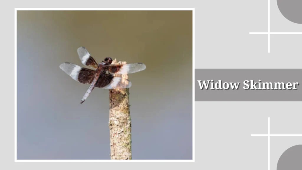 Widow Skimmer
