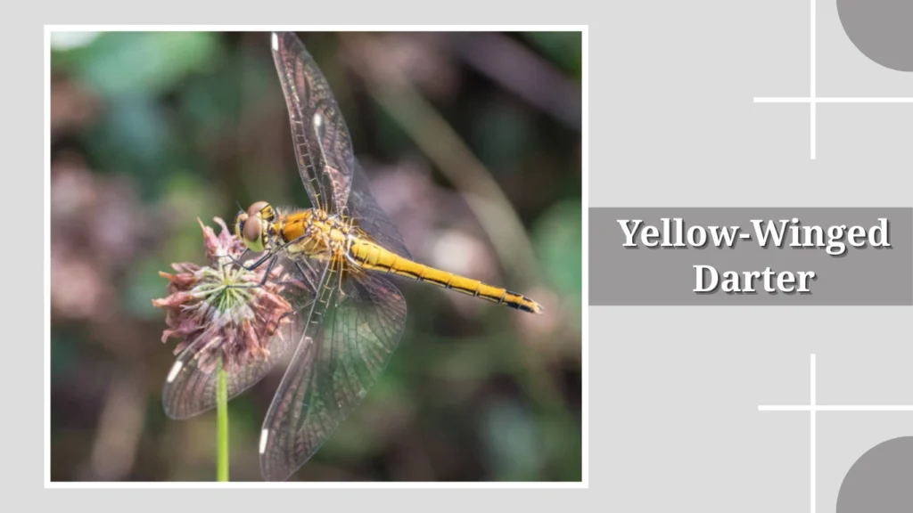 Yellow-Winged Darter