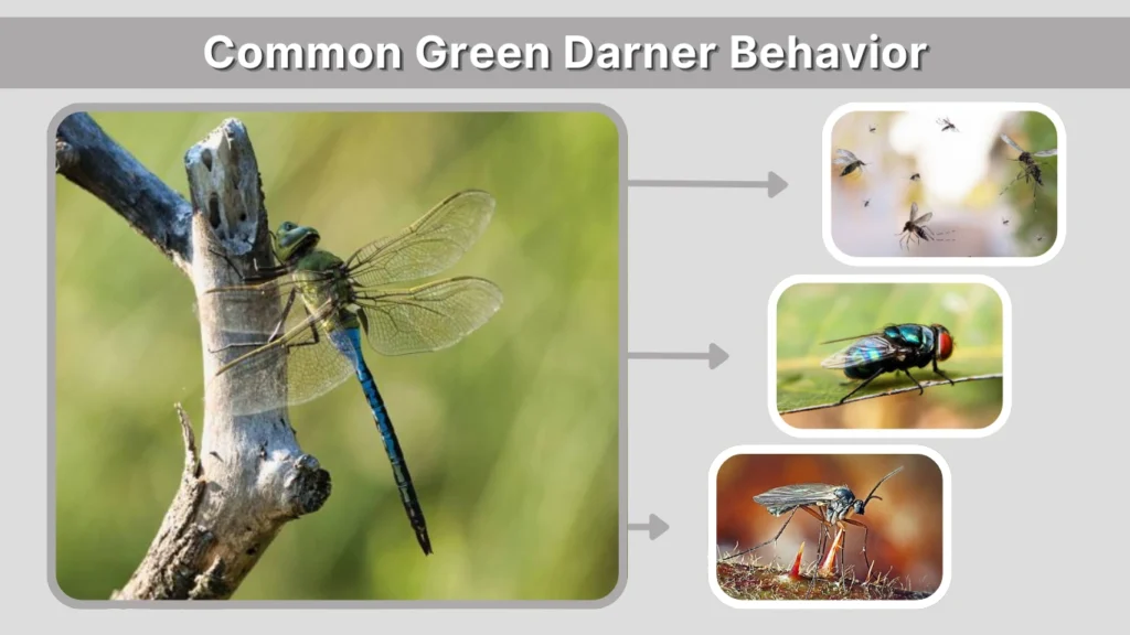 Common Green Darner Behavior