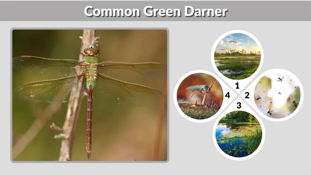 Common Green Darner Identification, Size & Range Guide