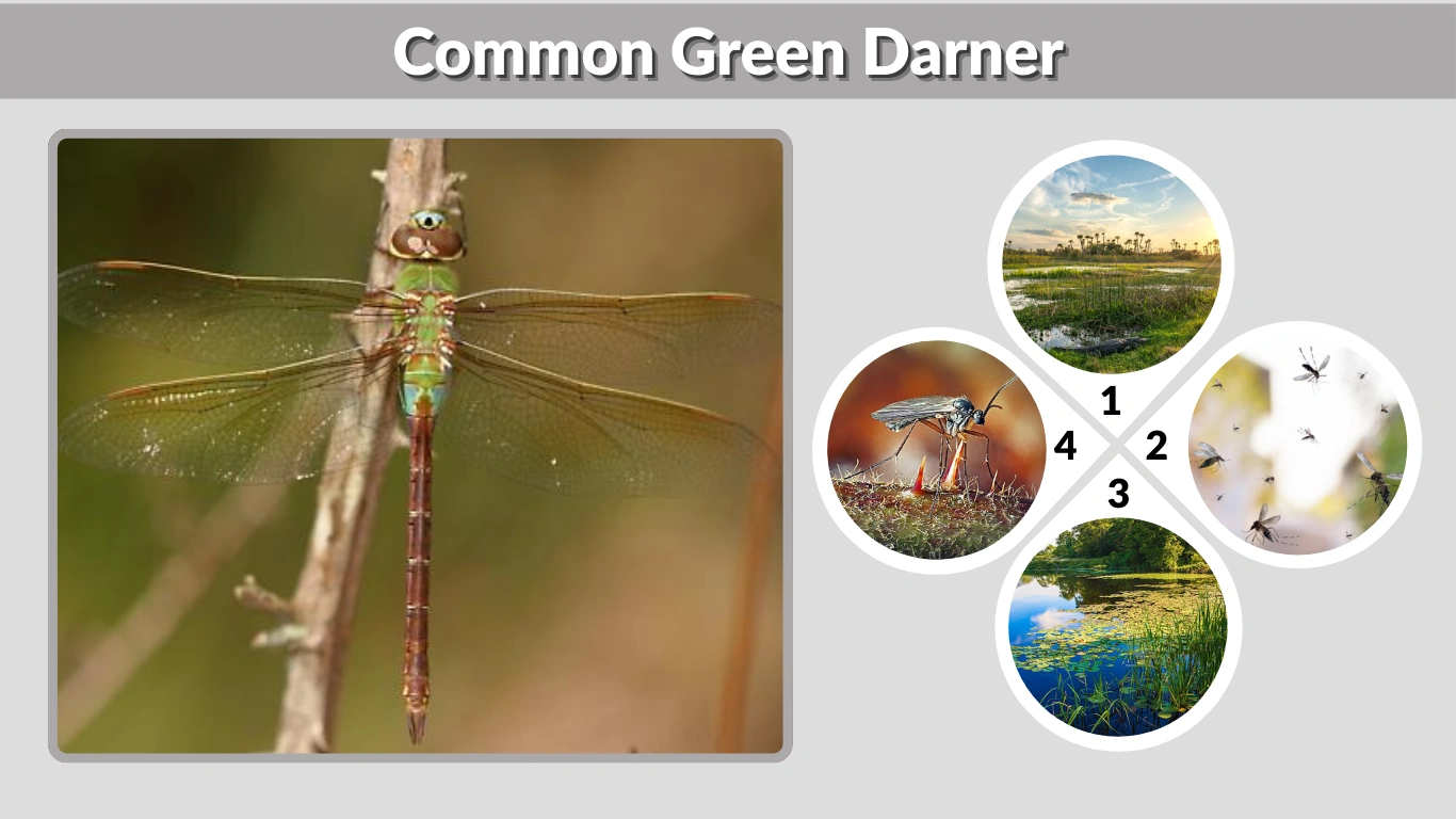 Common Green Darner Identification, Size & Range Guide