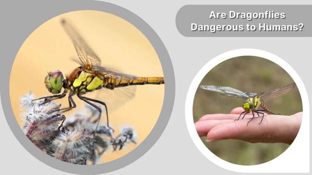 Are Dragonflies Dangerous to Humans?