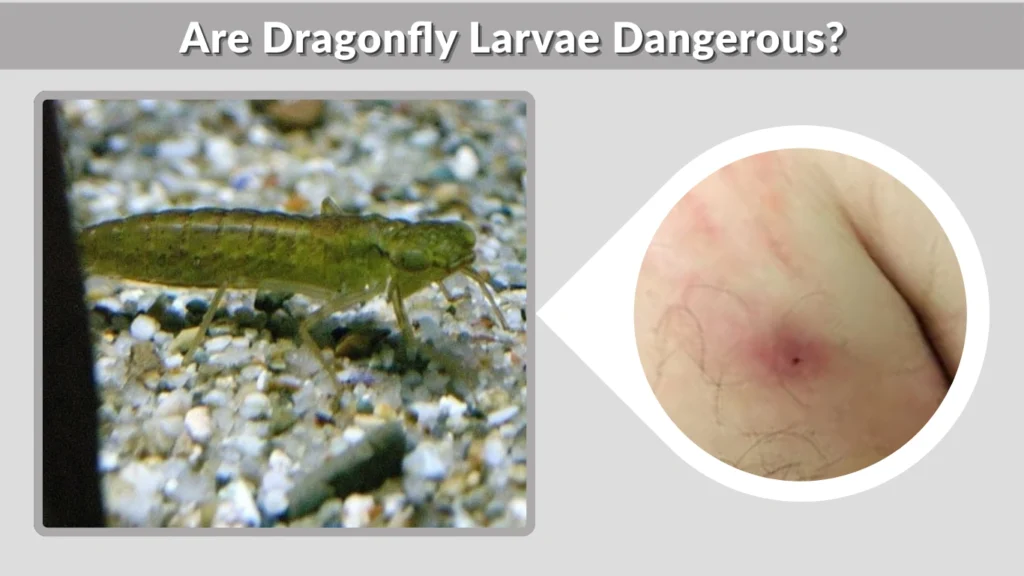 Are Dragonfly Larvae Dangerous