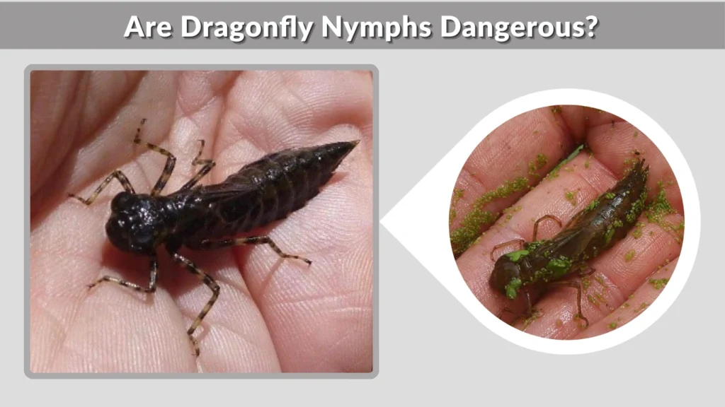 Are Dragonfly Nymphs Dangerous