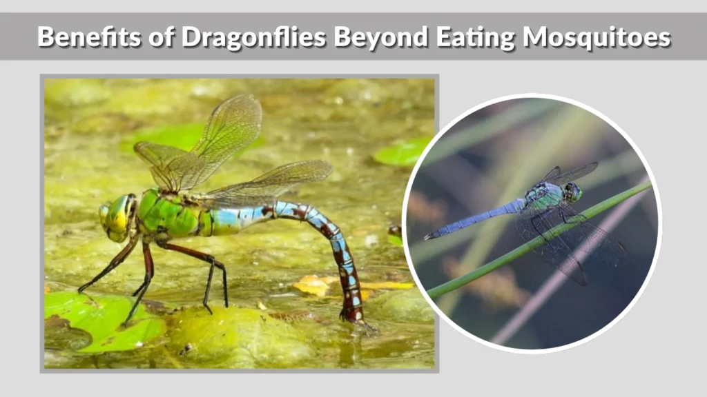 Benefits of Dragonflies Beyond Eating Mosquitoes