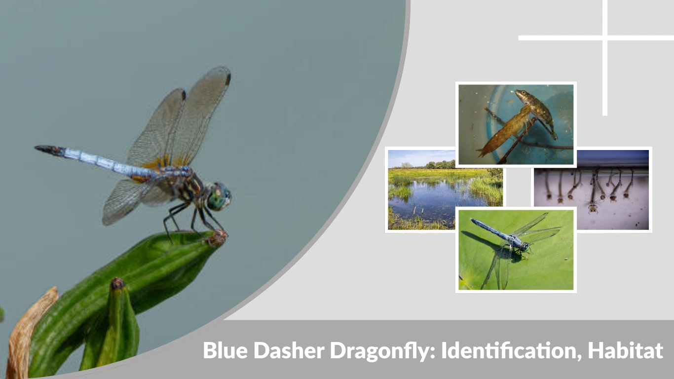 Blue Dasher Dragonfly Identification, Habitat, Life Cycle & Facts