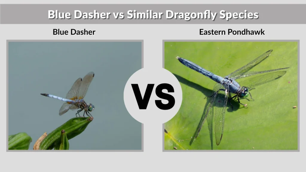 Blue Dasher vs Similar Dragonfly Species
